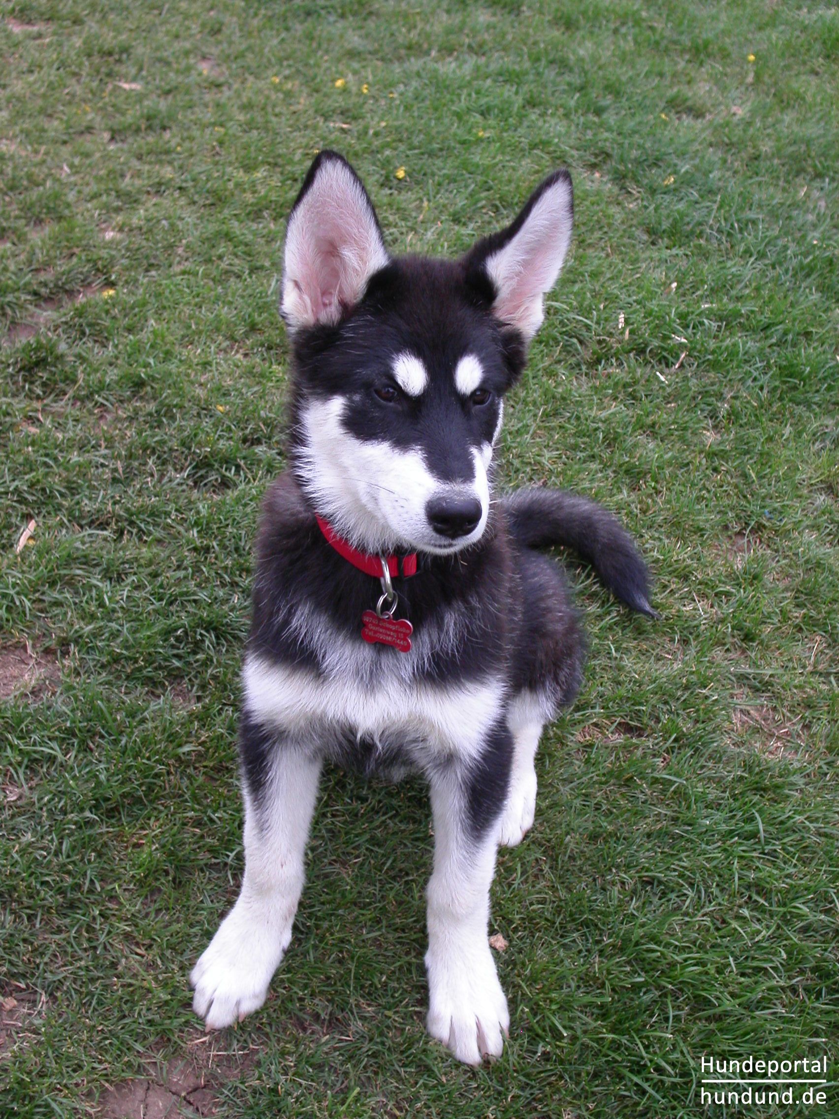 Alaskan Malamute Foto 38793 hundund.de