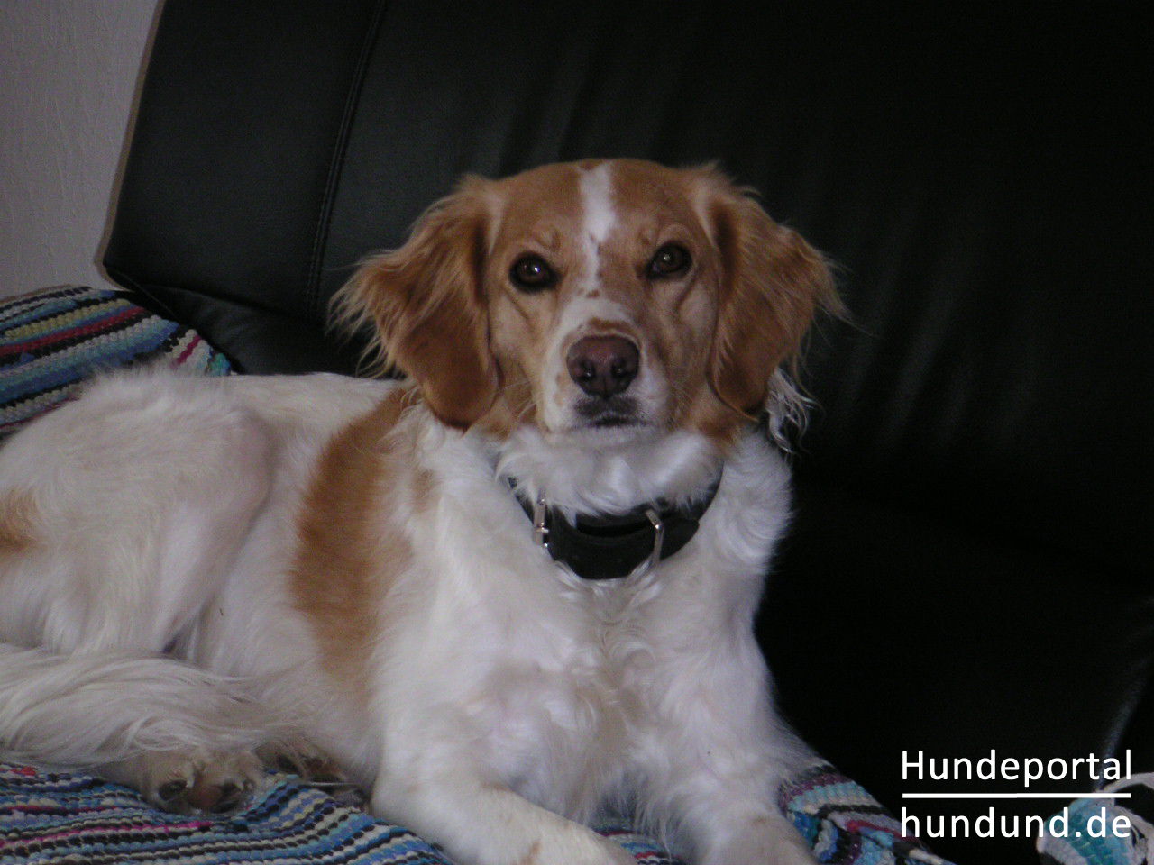 Epagneul Breton, BretonenSpaniel, BrittanySpaniel Foto 30340 hundund.de