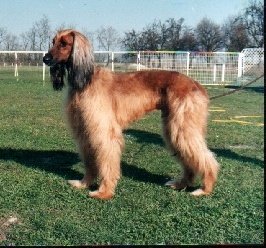 Afghanischer Windhund