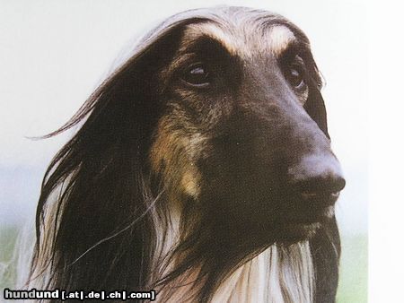 Afghanischer Windhund