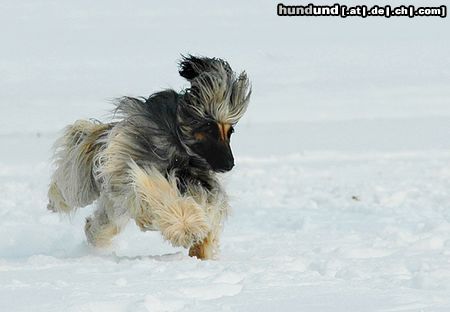 Afghanischer Windhund Training auf der Rennbahn