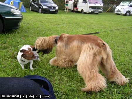 Afghanischer Windhund Mit méinem Chucky