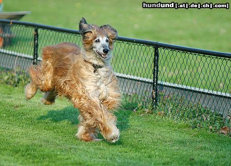 Afghanischer Windhund Auf der Rennbahn - diese Hündin hat immer noch Spaß am Rennen