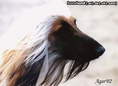 Afghanischer Windhund Ch.Pl,Ukr. DUKE OF THE DESERT Varius Avis