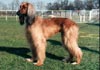 Afghanischer Windhund Hund