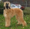 Afghanischer Windhund Hund