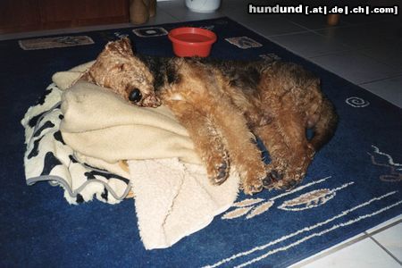 Airedale-Terrier man bin geschafft