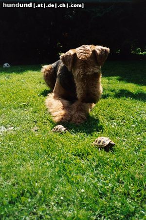 Airedale-Terrier zu welchem rudel gehören die ...?