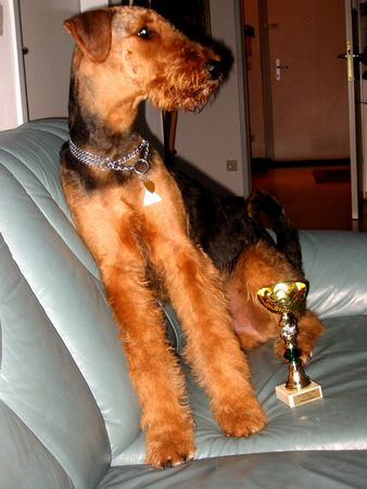 Airedale-Terrier Mein erster Pokal ist mir egal 