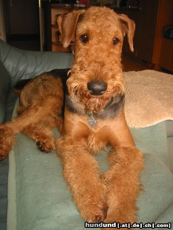 Airedale-Terrier Styrian Spirit Able to Win - Rufname AERO