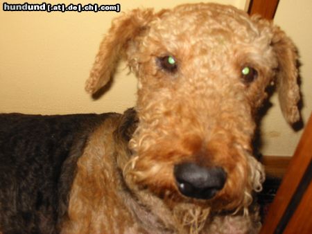 Airedale-Terrier guni-muni