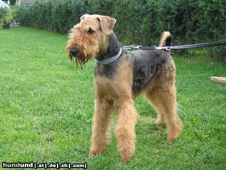 Airedale-Terrier Aero