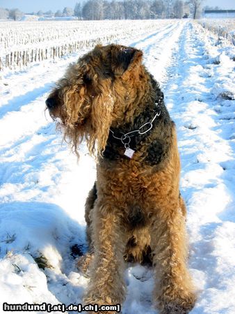 Airedale-Terrier Schneehund Tacco