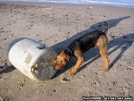 Airedale-Terrier Tacco in action