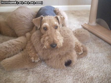 Airedale-Terrier Lara und Mr Vanpoochie