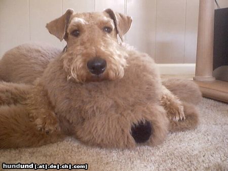 Airedale-Terrier Lara und Mr Vanpoochie