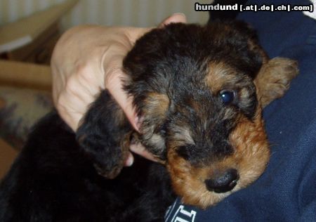 Airedale-Terrier Unser Baby Kilian