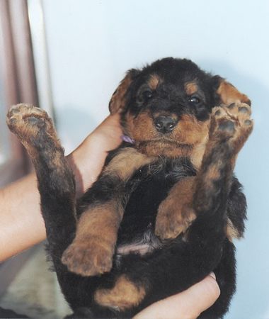 Airedale-Terrier Ich bin doch schon 6 Wochen, warum tragt ihr mich immer .....