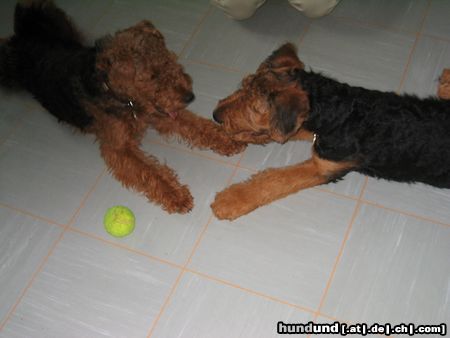 Airedale-Terrier Nachwuchsspieler