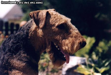 Airedale-Terrier Styrian Spirit ABC Of Joy (Ace)