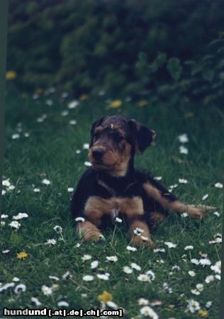 Airedale-Terrier Styrian Spirit All That Matters (Aris)