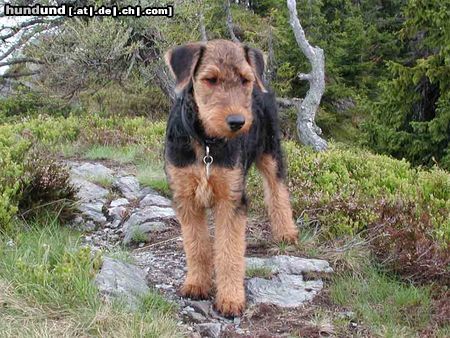 Airedale-Terrier Styrian Spirit All You Need (Terry)