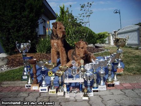 Airedale-Terrier Mutter Dana und Sohn Ace