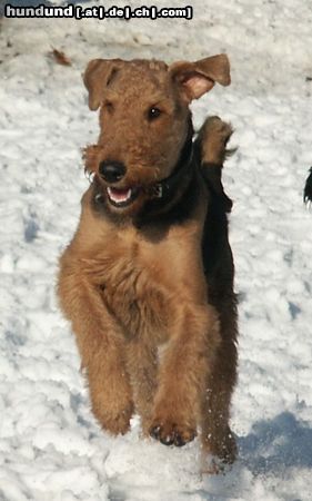 Airedale-Terrier Airedale beim Spielen im Winter (Foto-Ausschnitt)