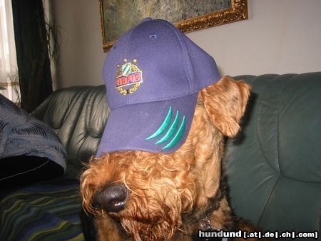 Airedale-Terrier bin Rapid Fan