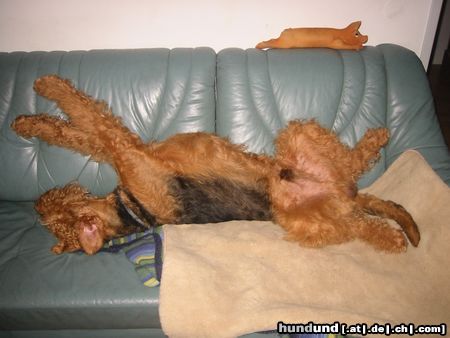 Airedale-Terrier müde 