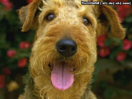 Airedale-Terrier Zur Erinnerung an ARCO