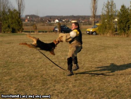 Airedale-Terrier Schutzarbeit