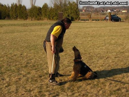 Airedale-Terrier Schutzarbeit