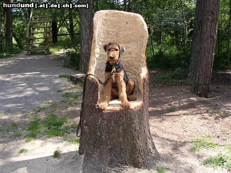 Airedale-Terrier Styrian Spirit Bright Star (Blue)