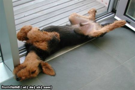 Airedale-Terrier Styrian Spirit Braveheart