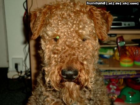 Airedale-Terrier ich muß zum friseur sagt frauchen