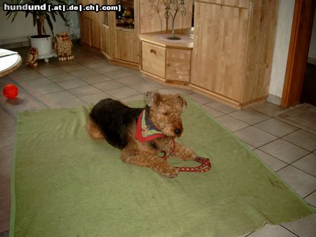 Airedale-Terrier Bianka 7 Jahre