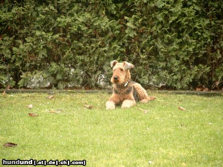 Airedale-Terrier Bianka 7 Jahre