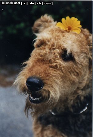 Airedale-Terrier Blumen-Hedera vom Michelbach