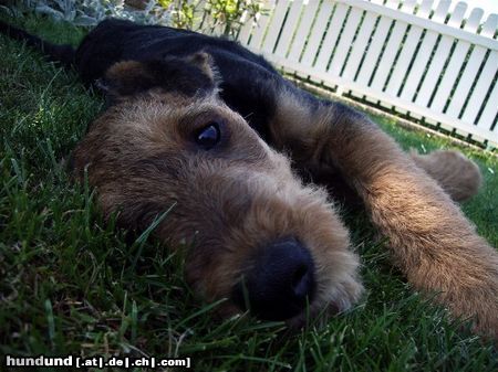 Airedale-Terrier Styrian Spirit Chase (Ares)