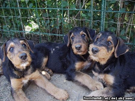 Airedale-Terrier Styrian Spirit Cimberley, Curly und Chaos