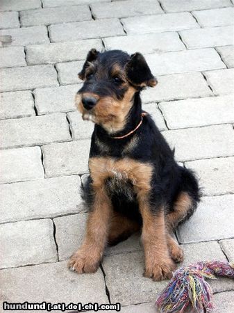 Airedale-Terrier Styrian Spirit Clea