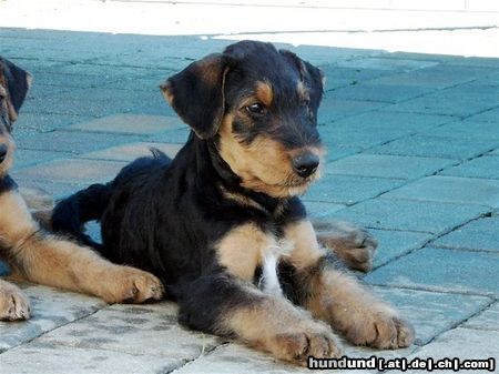 Airedale-Terrier Styrian Spirit Casanova (Coco)