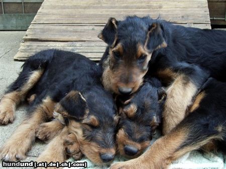 Airedale-Terrier Styrian Spirit Coffée, Chaos, Curly