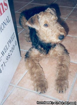 Airedale-Terrier Lara 6 Monate