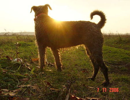 Airedale-Terrier ...Airedale - Dämmerung...