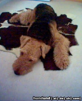 Airedale-Terrier Lara auf Kuhfell