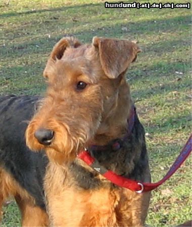 Airedale-Terrier Hombre Paul vom roten Milan