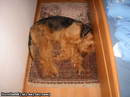 Airedale-Terrier bei Frauchen u. Herrchen fühlt man sich wohl