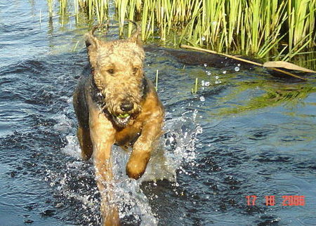 Airedale-Terrier Inka....von der Pirsch >>>>>>